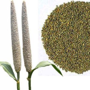 Millet Seeds