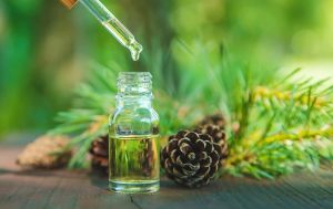 Pine Needle Oil