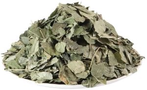Green Natural Dried Eucalyptus Patti