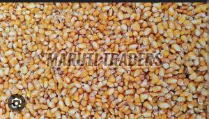 A Grade Yellow Maize