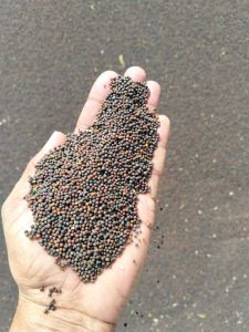 Natural Guar Gum Seed