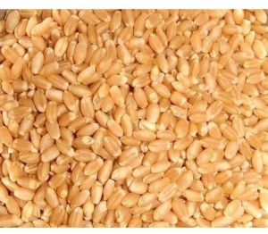Whole Wheat Seed