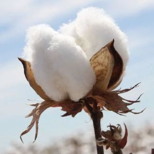White Raw Cotton