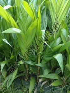 Palm Oil Plant