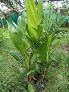 Palm Oil Plant