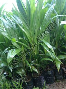 Palm Oil Plant