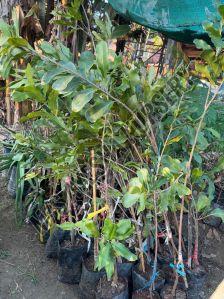 Macadamia Nuts Grafted Plant