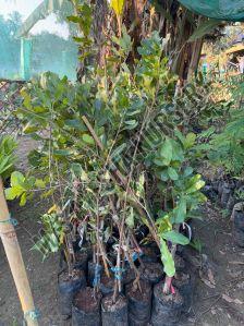 Macadamia Nuts Grafted Plant