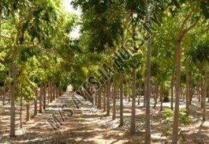 african mahogany plant