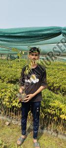 agar plant