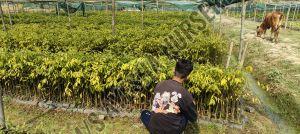 agar plant