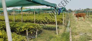 agar plant