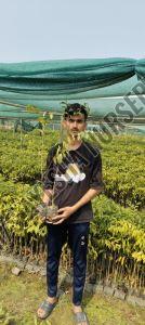 agarwood plant