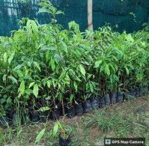 agarwood plant