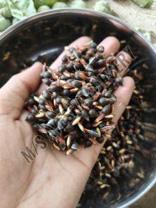 Agarwood Seeds