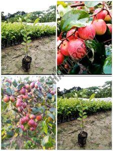 Apple Bear Plant