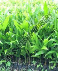 arecanut plant