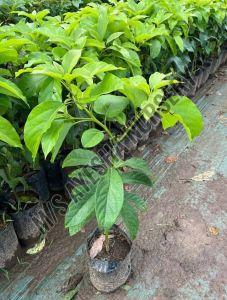Avocado Plant