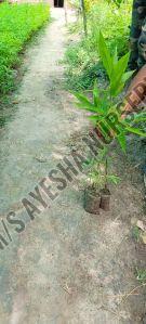 Bambusa Bamboo Plant