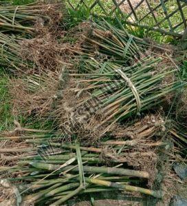 Bamboo Rhizome Plant