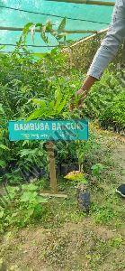 Bambusa Blacoa Plant