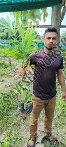 Bambusa Tulda Plant