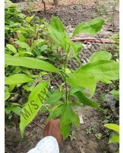 Bay Leaf Plant