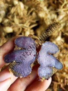 BLACK GINGER