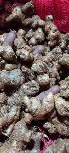 BLACK GINGER