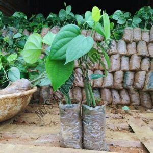 Black Pepper Plant