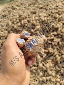black turmeric