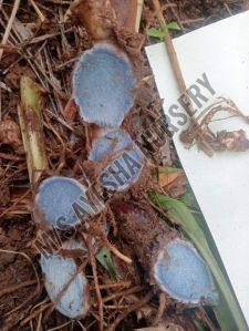 black turmeric