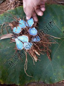 black turmeric