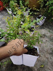 Blueberry Plant