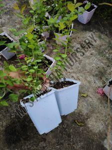 Blueberry Plant
