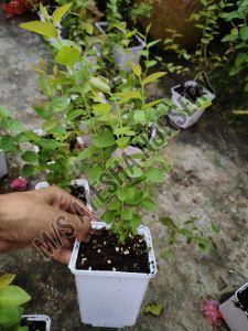 Blueberry Plant