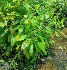 cinnamon plant