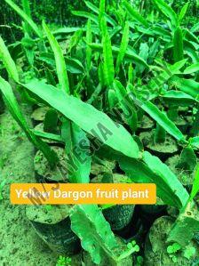 dragon fruit plant