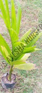 Hybrid Arecanut Plants