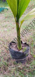 Hybrid Arecanut Plants
