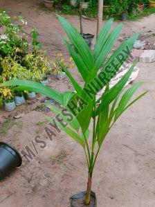 Hybrid Arecanut Plants
