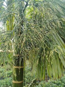 Hybrid Arecanut Plants