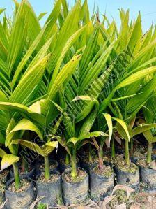Hybrid Arecanut Plants