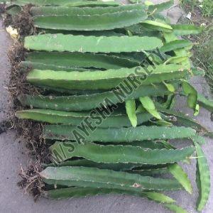 dragon fruit plant