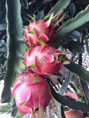 dragon fruit plant