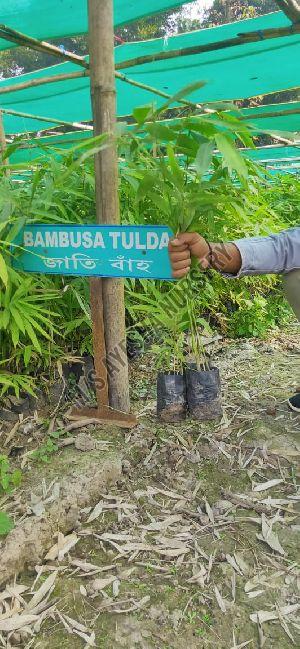 Bambusa Tulda Plant
