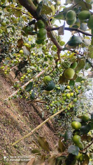 Apple Bear Plant