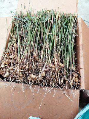 Bamboo Rhizome Plant
