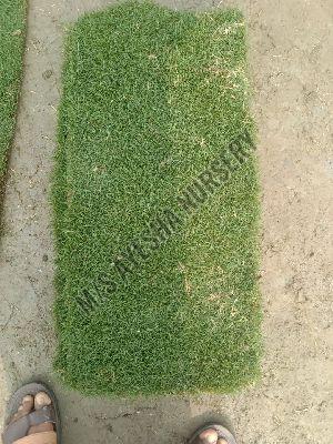 Natural Carpart Grass