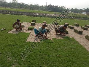 Natural Carpart Grass